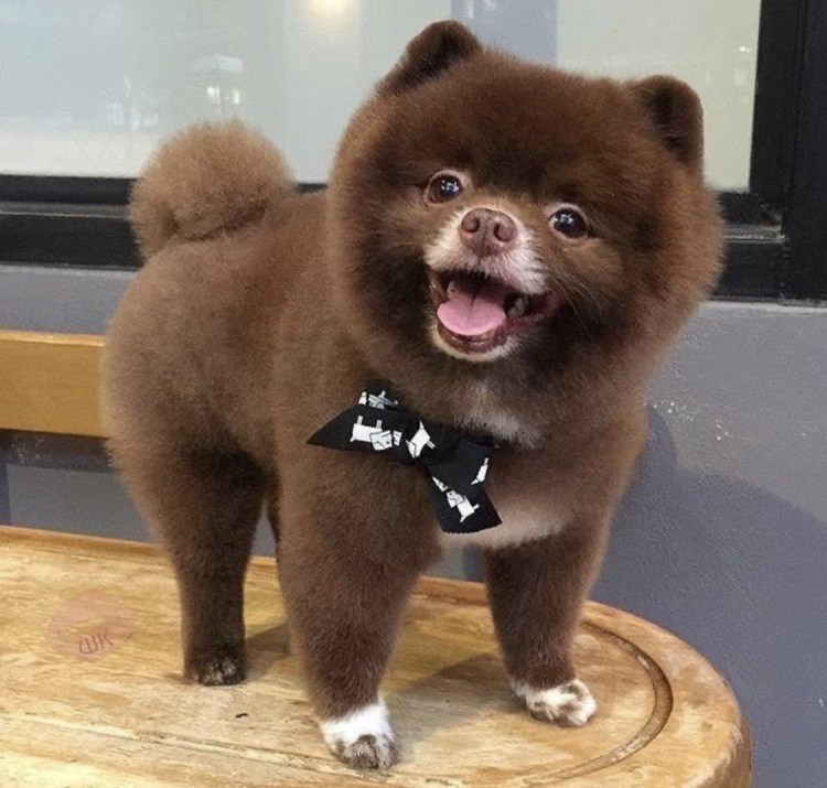 Стрижка шпица Переделкино Ближнее