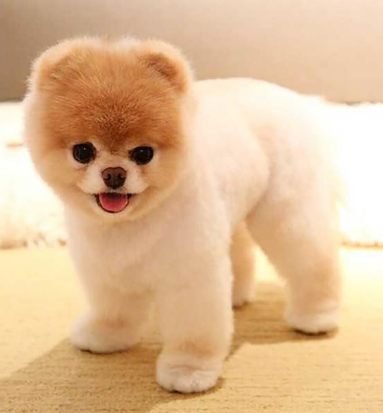 Померанский шпиц груминг