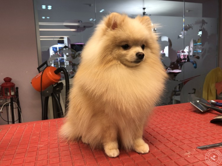 Фомин померанский шпиц стрижка