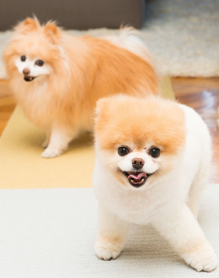 Померанский шпиц грумер