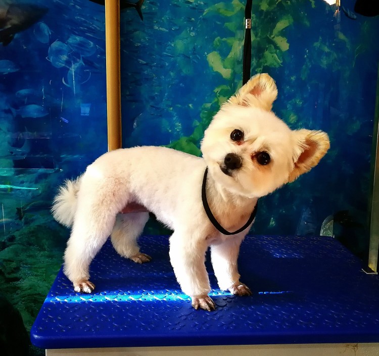 Стрижка шпица лисьего типа