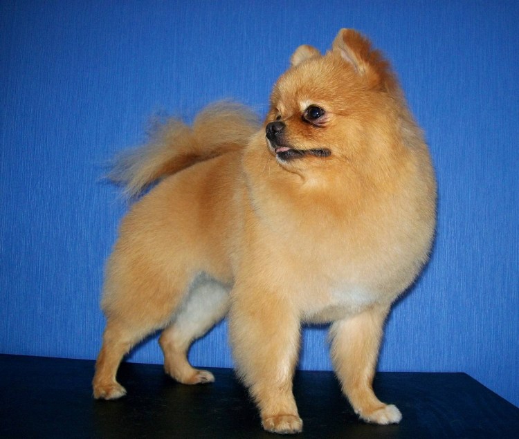 Померанский шпиц стриженный