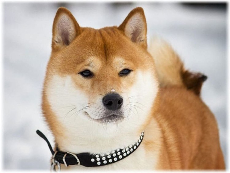 Сиба ину рыжий