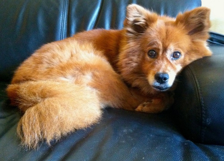 Карело-финская лайка