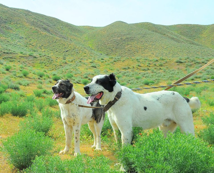 Азиатская овчарка алабай