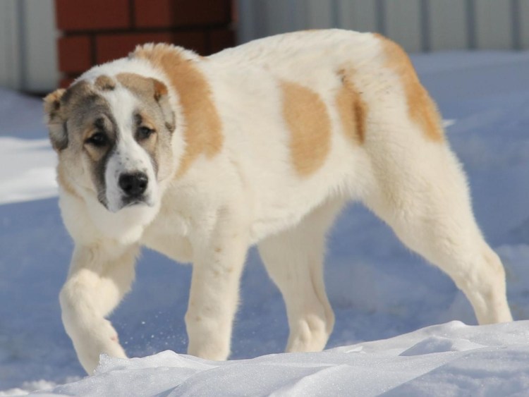 Среднеазиатская овчарка и алабай алабай