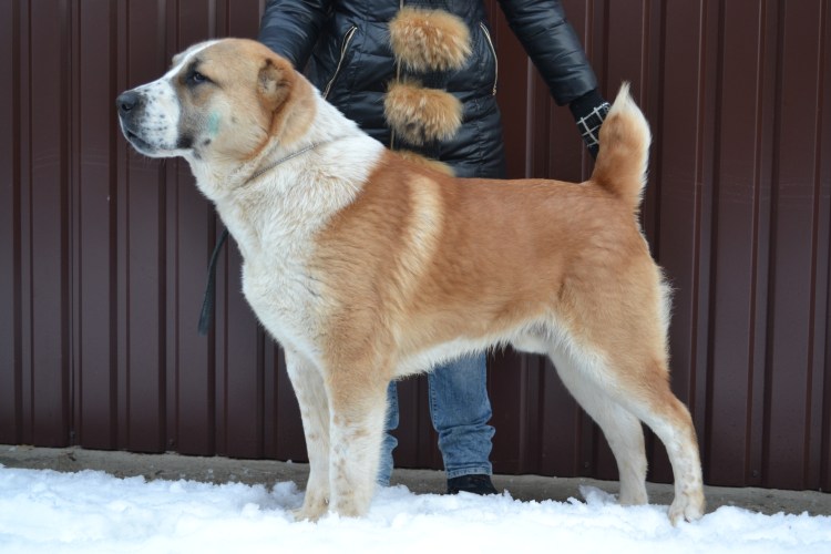 Туркменский алабай