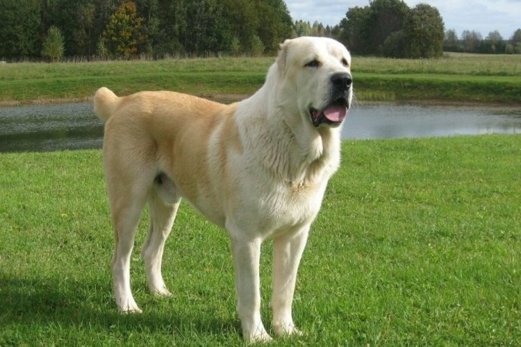 Собака Среднеазиатская овчарка алабай