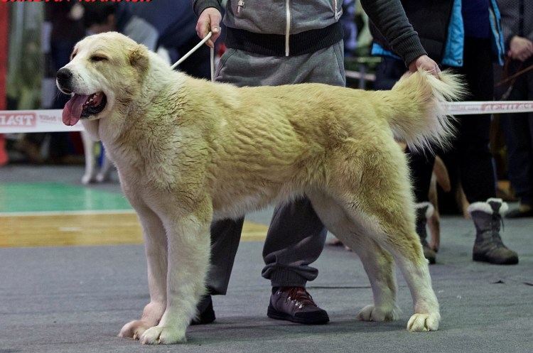 Среднеазиатская овчарка волкодав