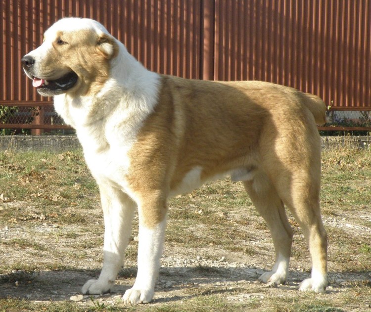 Среднеазиатская овчарка