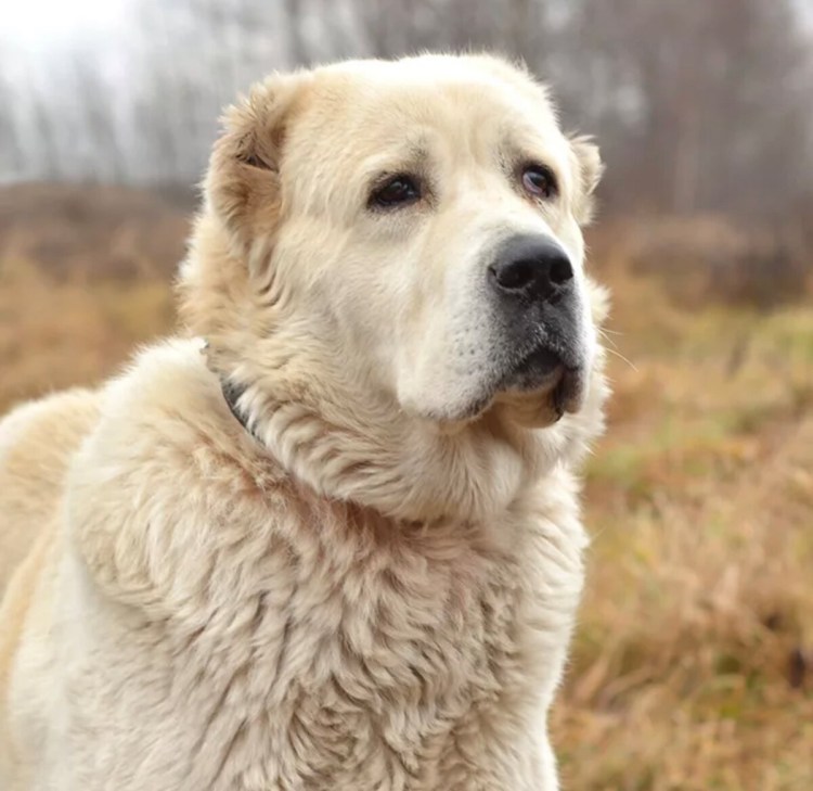 Среднеазиатская овчарка