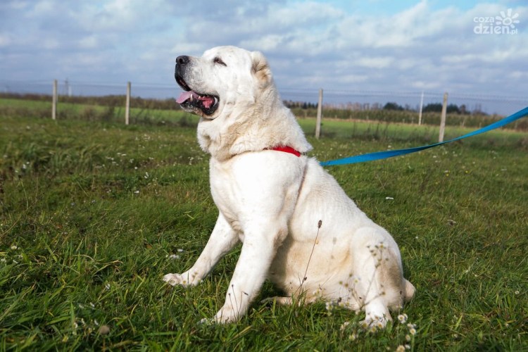 Алабай туркменский волкодав