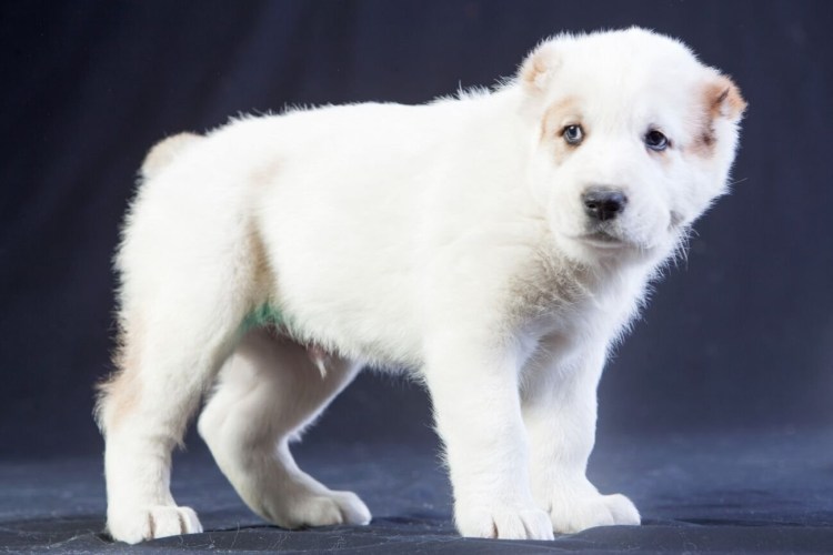 Среднеазиатская овчарка щенки