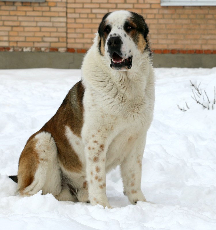 Алабай длинношерстный