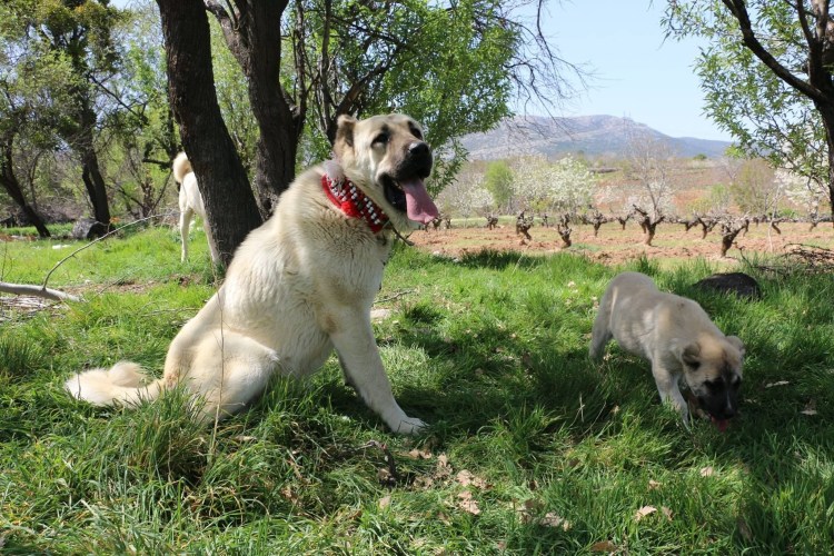 Тобет казахский волкодав