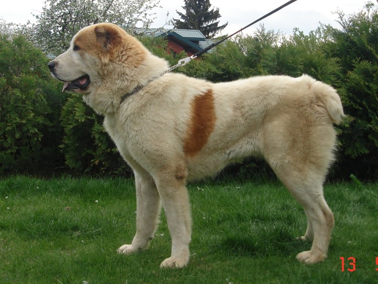 Среднеазиатская овчарка туркменский алабай