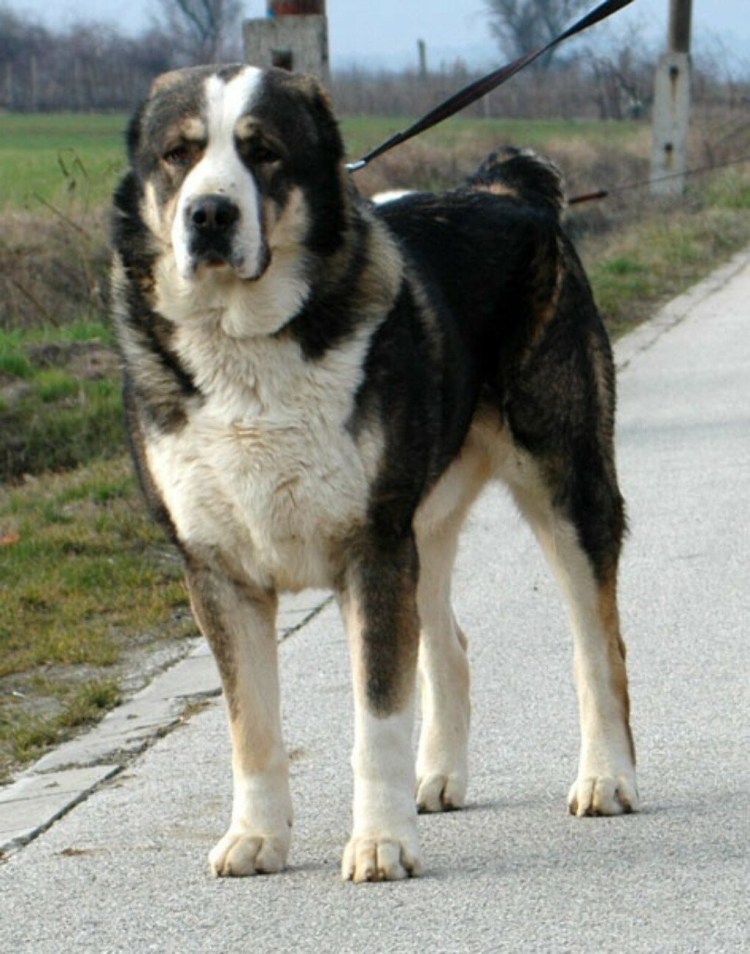 Бурибасар собака