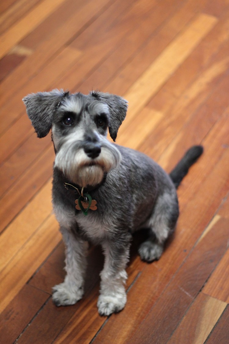 Шнауцер миттель Миттельшнауцер