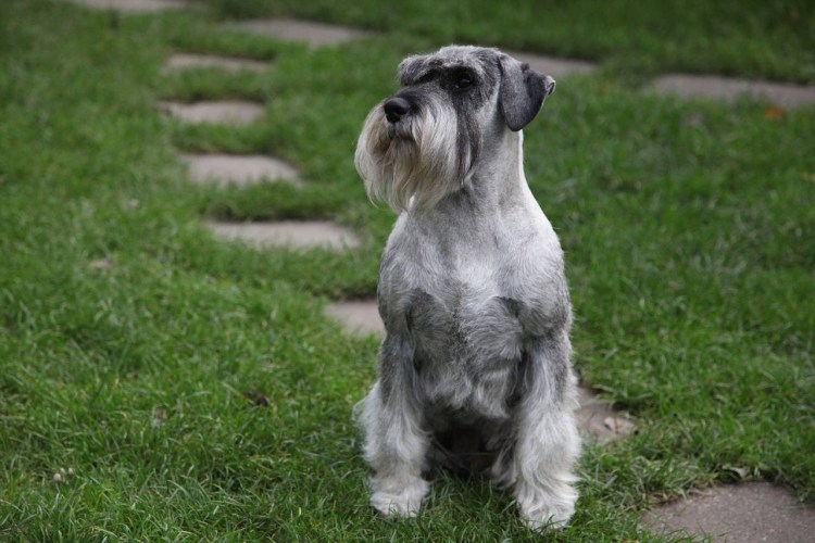 Mini Купер Schnauzer