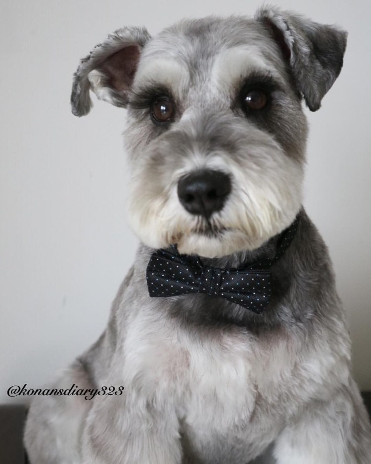 Грумминг ризеншнауцера