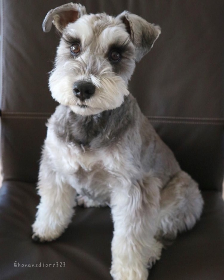 Мандезунский Штубер шнауцер