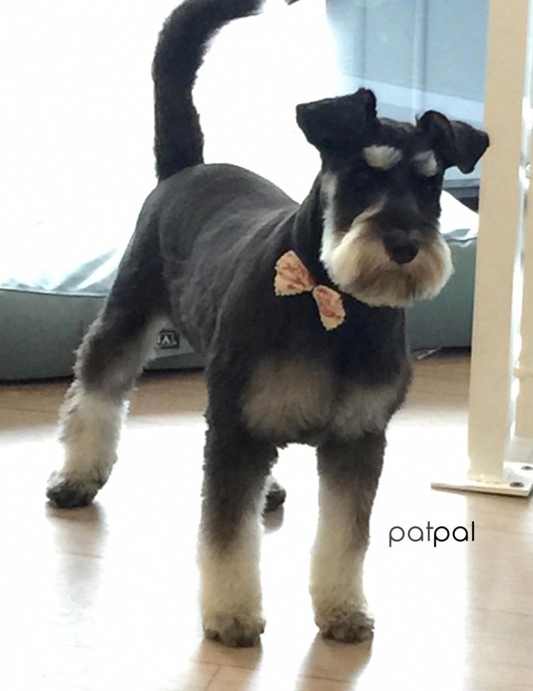 Миттельшнауцер щенок