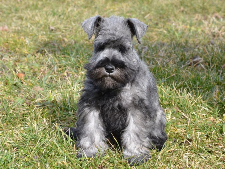 Цвергшнауцер мини