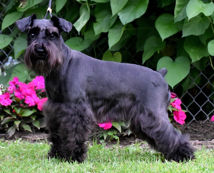 Миттельшнауцер без бороды