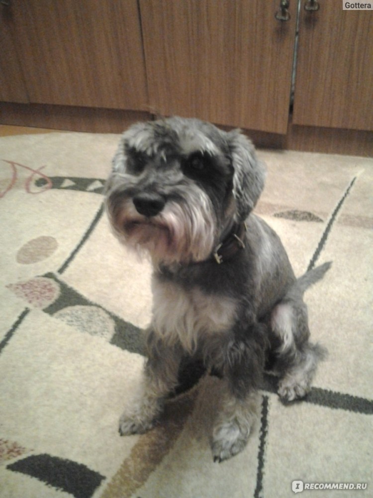 Когти цвергшнауцера