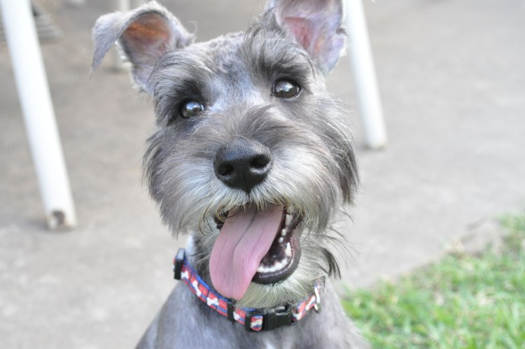 Цвергшнауцер борода