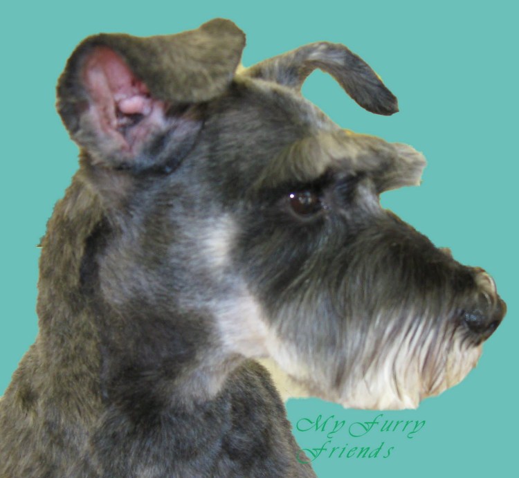 Лысый шнауцер