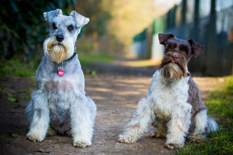 Швейнауцер Вайт терьер шнауцер