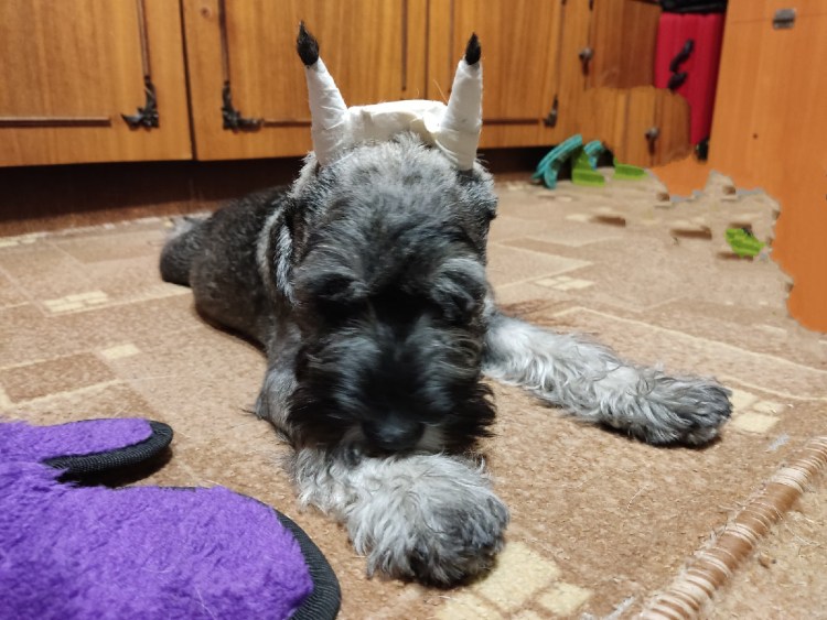 Мандезунский Штубер шнауцер