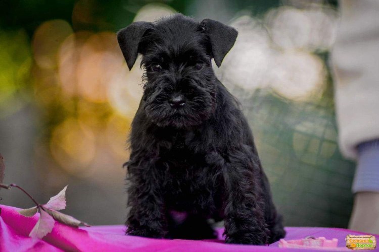 Цвергшнауцер стриженный