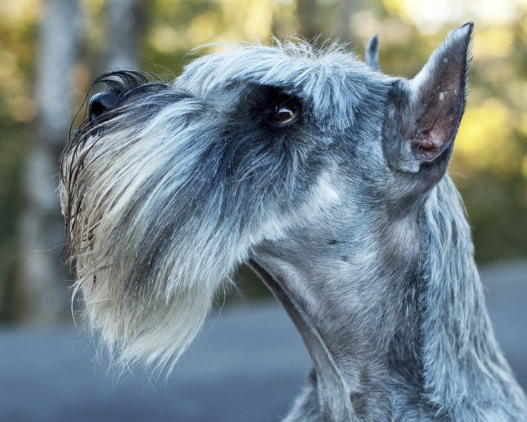 Маленькая бородатая собака