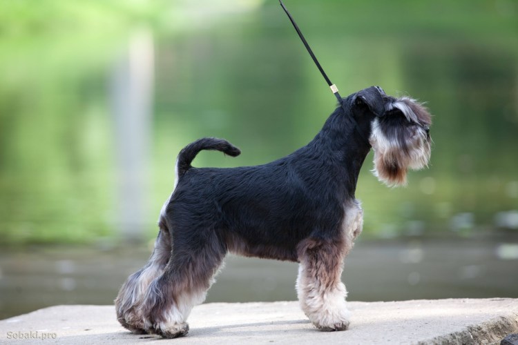 Серый терьер