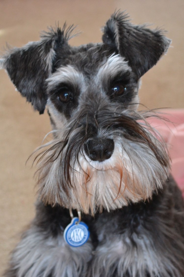 Цвергшнауцер борода