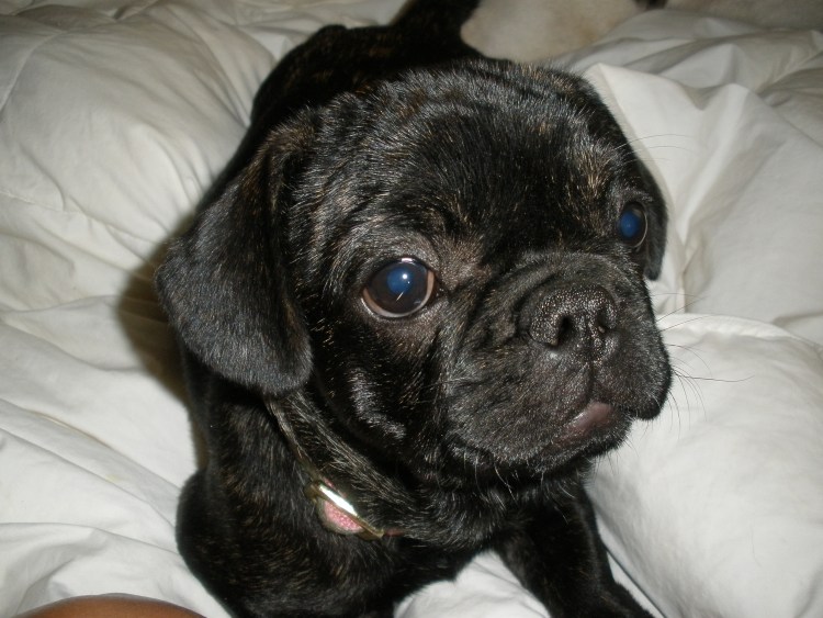 Французский бульдог с купированными ушами