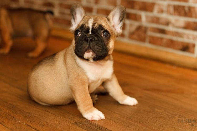 Рот французского бульдога внутри цвет рта