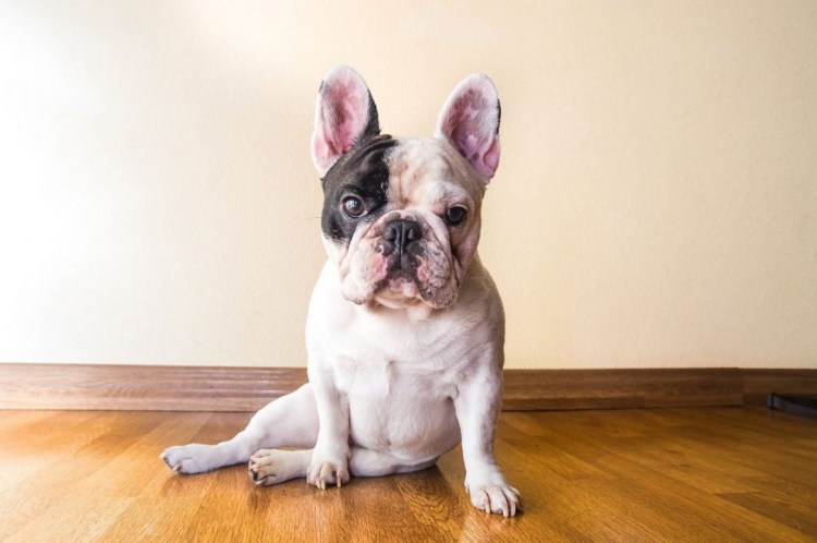 Французский бульдог с купированными ушами