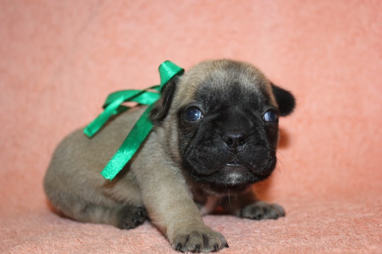 Американский бульдог карликовый