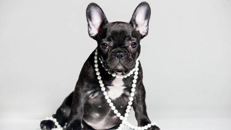 Французский бульдог уши купируют