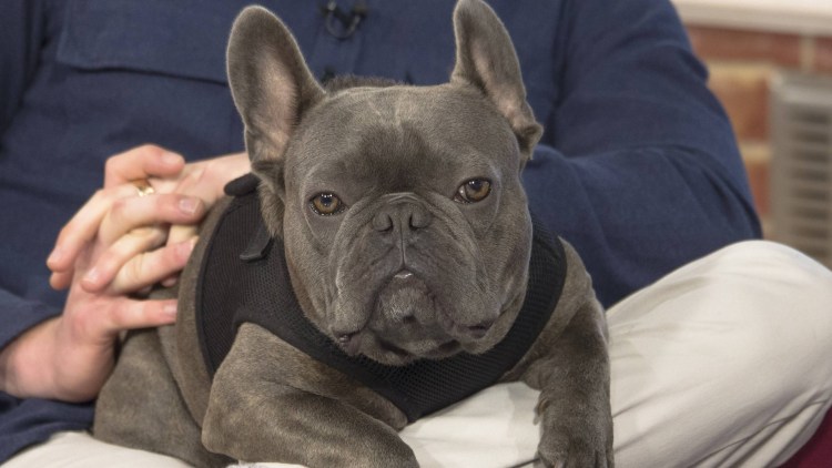 Ида Галич порода собак