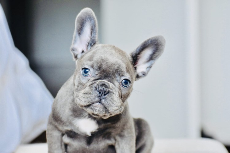 Французский бульдог Блю Тан