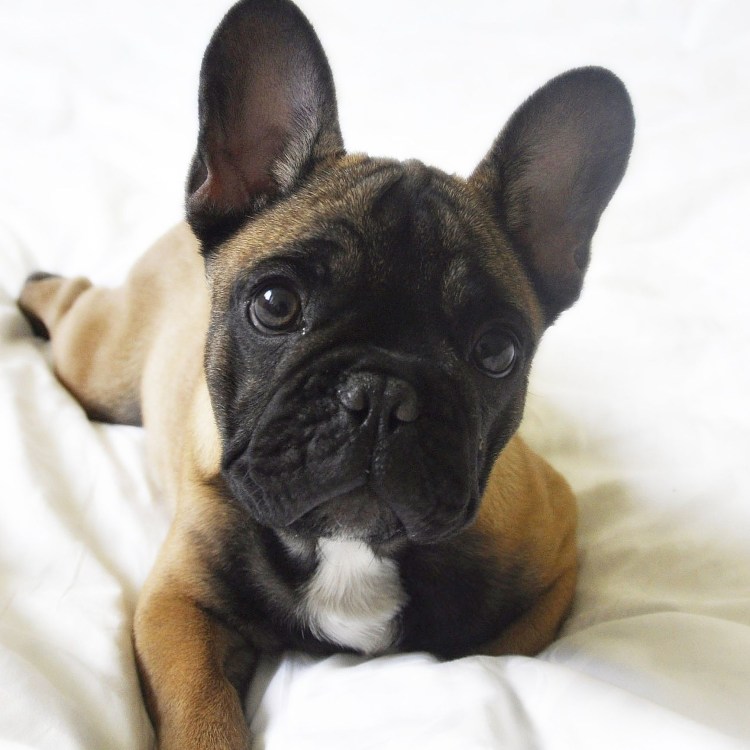 Французский бульдог вес