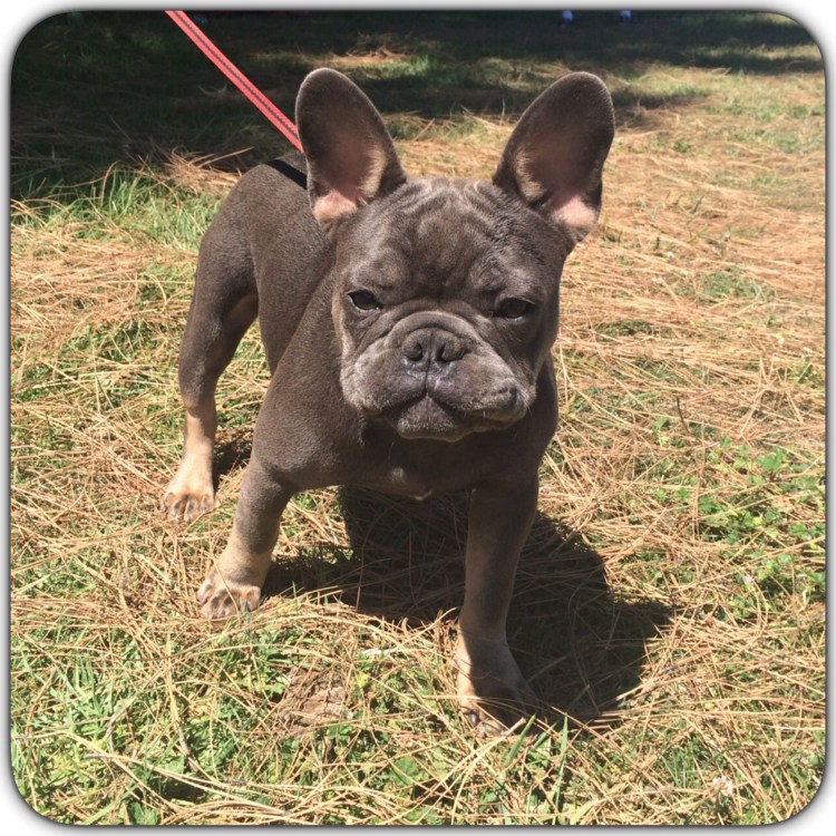 Французский бульдог Блу Тан