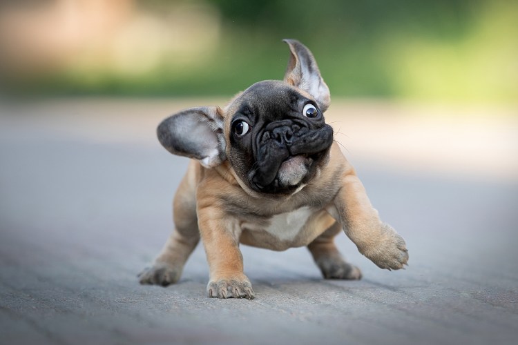 Французский бульдог с хвостом