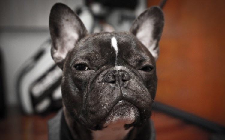 Сколько живут французские бульдоги