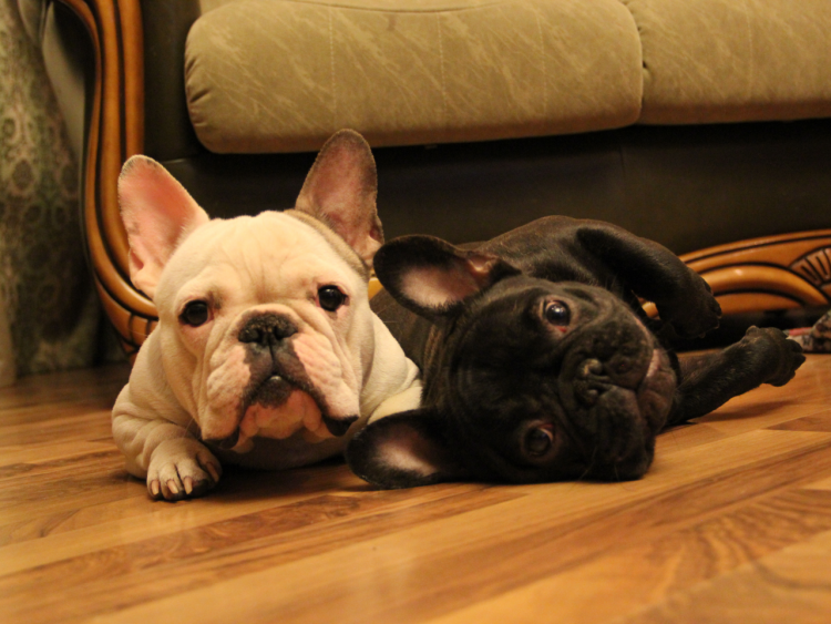 Французский бульдог сиамского окраса