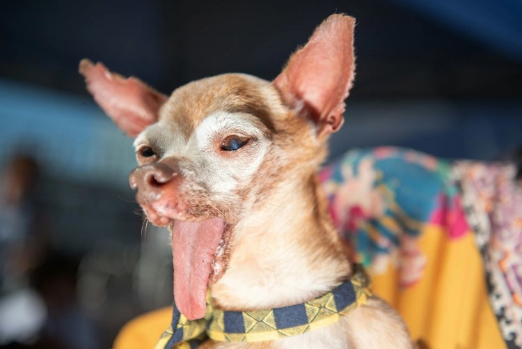 Овчарка Квазимодо